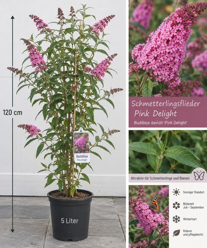 Schmetterlingsflieder pink - schmetterlingsflieder, „pink