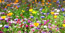 Bunte Blumenwiese Samen Schmetterlinge Sommer Bienenweide Mischung Wildblumen