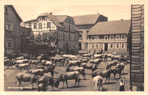 Geschwenda teilansicht kühe - teilansicht,,