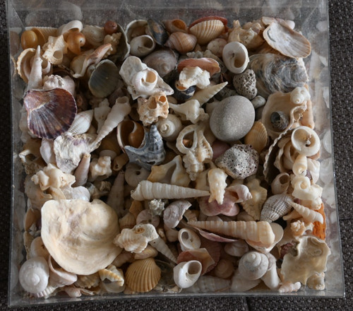 Muscheln sammlung - muscheln,