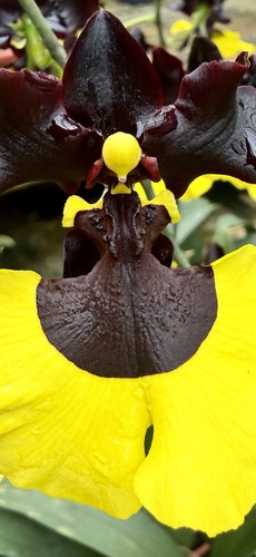 Oncidium black gold - gold,