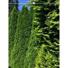 Thuja Smaragd 180-200 cm. 4 Lebensbäume. Immergrün, Winterhart, Sichtschutz