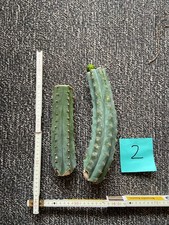 2x San Pedro Kaktus (T-cereus pachanoi) ,zum anwurzeln geeignet, Teilstücke