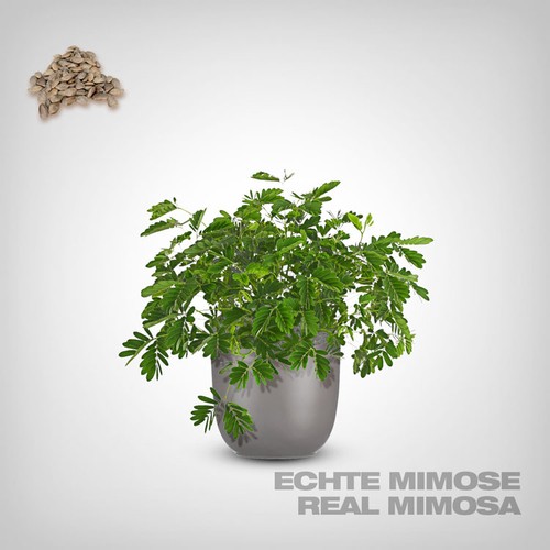 Mimosa pudica samen stk - mimosa,