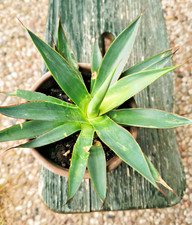 agave Cernua ?Rarität