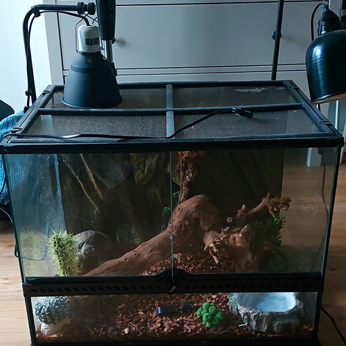 Glas terrarium mit - glas-terrarium,