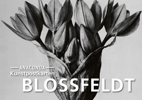 Postkarten set blossfeldt - postkarten-set,