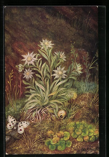 Künstler matthäus - künstler-ak,