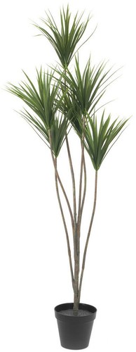 Europalms yucca palme - yucca,