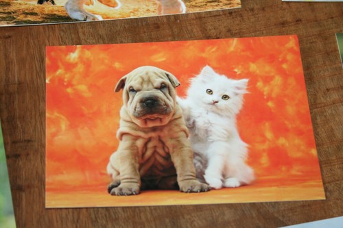 Hunde postkarte von poster - hunde, xxl
