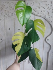 Monstera aurea variegata - monstera,