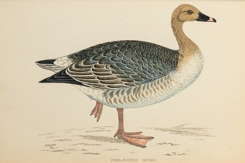 Gans kurzschnabelgans - gans,