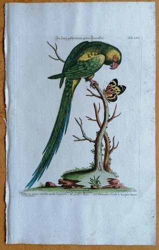 Seligman kupferstich vögel - seligman,