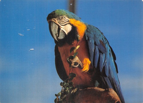 Natur postkarte tiere - natur,