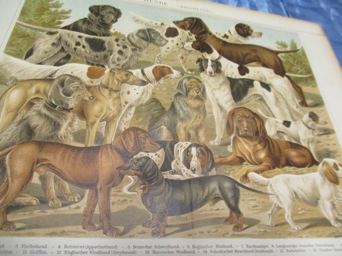 Jagd hunde 130 - -,