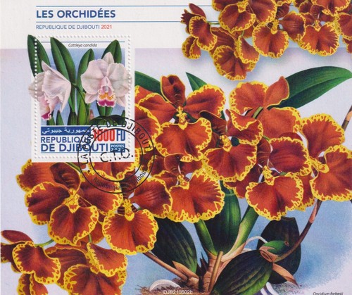 Blumen orchideen djibouti - orchideen,