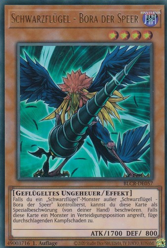 Schwarzflügel bora der - schwarzflügel,