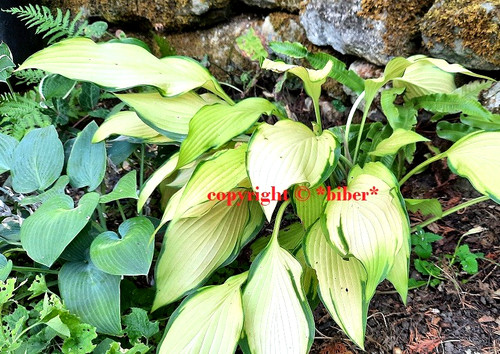 Hosta pinneaple upsidedown - hosta,