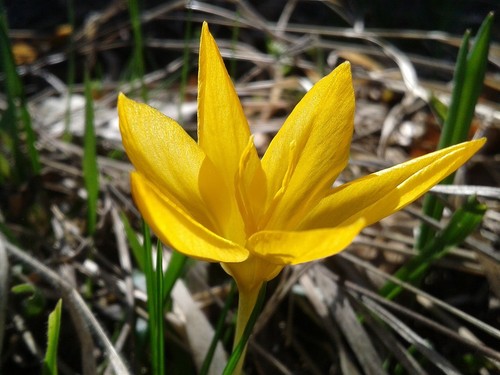 Schneekrokusse gelb krokusse - schneekrokusse,