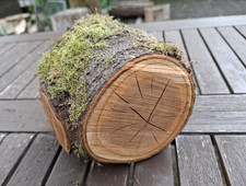 DEKO Holzscheibe Baumstamm