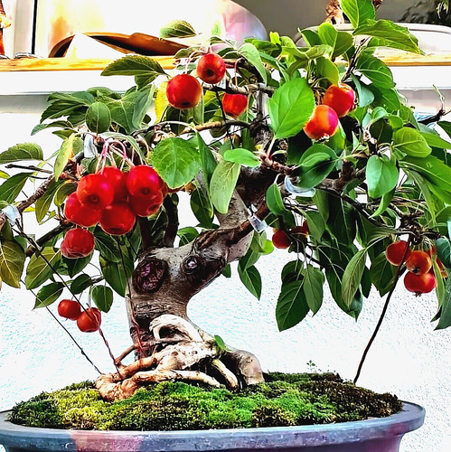 150x bonsai samen - samen, –