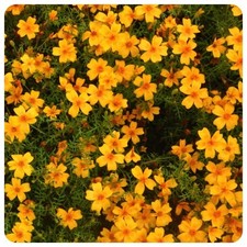 Tagetes Tangerine Gem Orange Gewürztagetes mit Mandarinengeschmack Teepflanze 