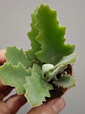 Kalanchoe Eichenblatt