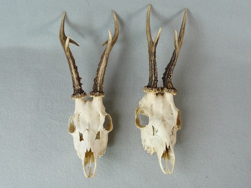 Rehbock geweih erntebock - 2x, 19
