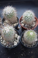 Stenocactus vaupelianus
