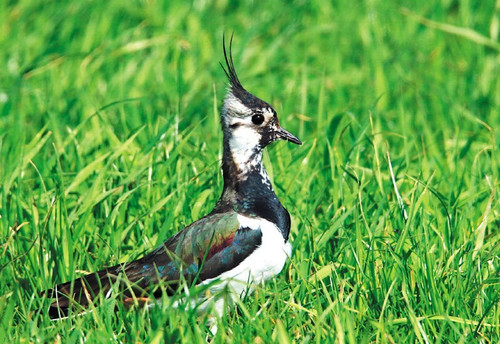 Wildlife postcard - , *