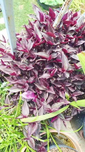 Zebra ampelkraut tradescantia - zebra-ampelkraut,