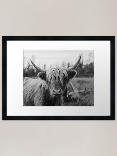 Highland cow black - highland,