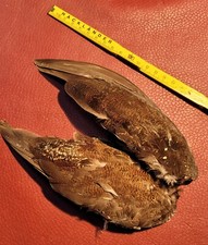 Flügelpaar M o o r s c h n e