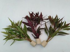 Alternanthera Mix 3 Bund  3,10€/Bund mit Post