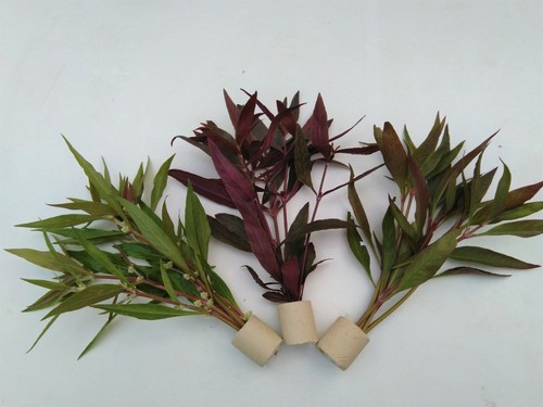 Alternanthera mix bund - mix,