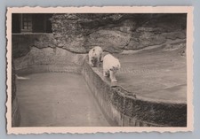 Munich 1940 - Zoo Polar Bear