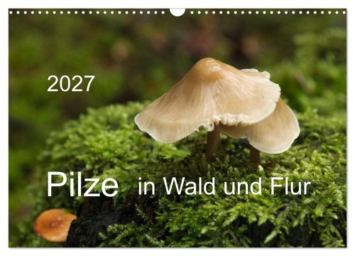 Pilze wald und flur - in,
