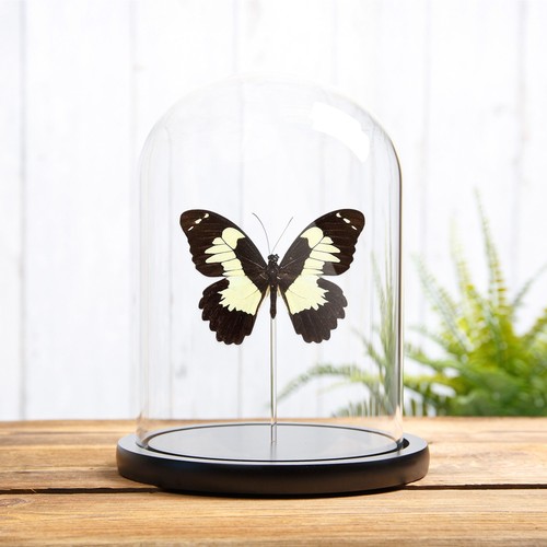 Taxidermie papilio euchenor - papilio, in