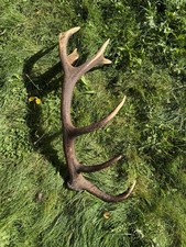 Kapitale Hirsch Abwurfstange, 3 kg, Länge ca. 90cm