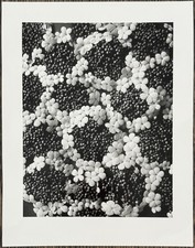 Karl Blossfeldt, Gemeiner