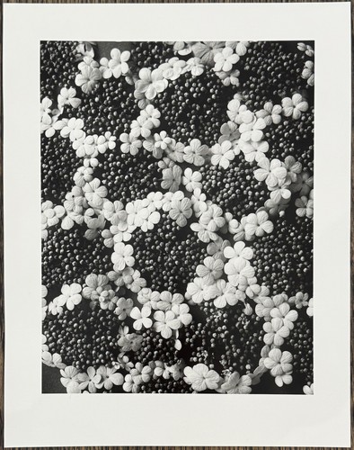 Karl blossfeldt gemeiner - karl,
