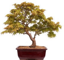 Bonsai - Acer palmatum -