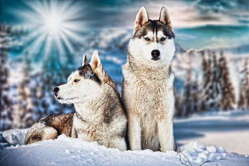 Postkarte huskys tier motiv - postkarte,