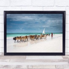 Masai Rinder auf Sansibar