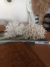 Echte KORALLE für AQUARIUM