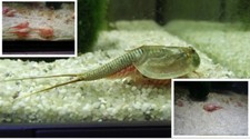 Triops longicaudatus und - longicaudatus,