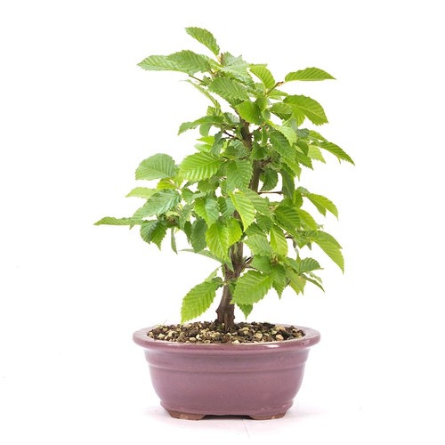Bonsai hainbuche carpinus - bonsai, `carpinus