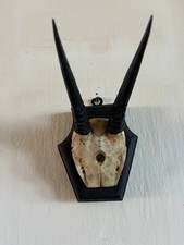 Gamsbockgehörn, Geweih