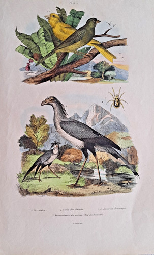 Kanarienvogel sekräter vögel - sekräter,