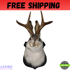 Jackalope Mount, Jackalope